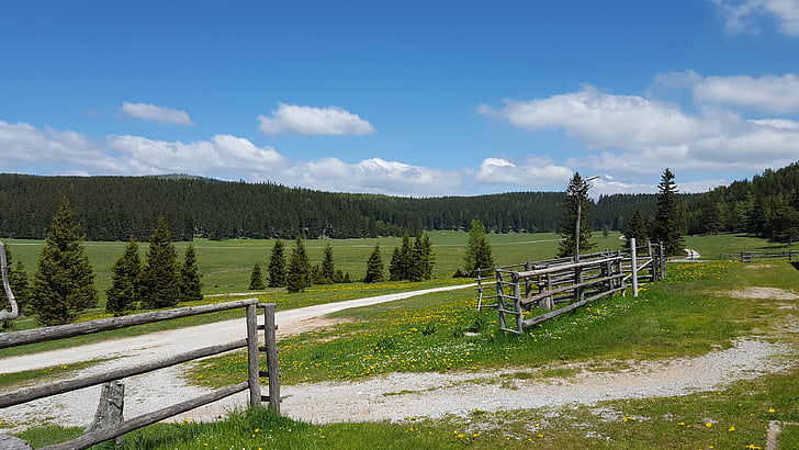 ALM, Meadow, paysage, montagnes, nature, Forest, alpin