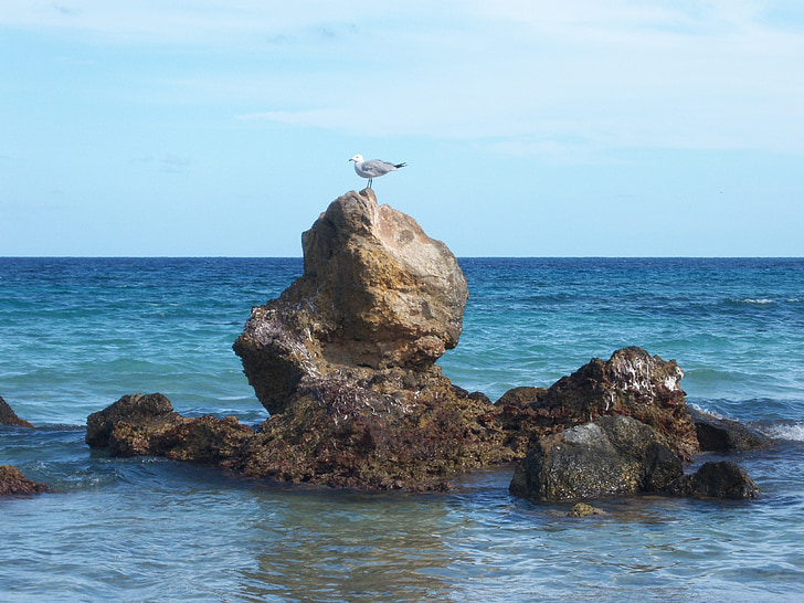 seagull, rock, sea, bird, nature, animal, beach