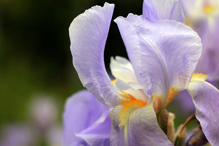 Iris, Violet, lila, blomma, trädgård, Park, staden