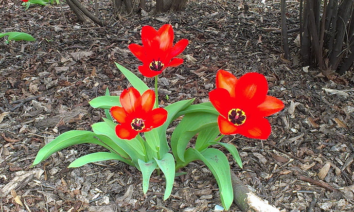 virág, tulipán, barna, piros, zöld, virágok, természet