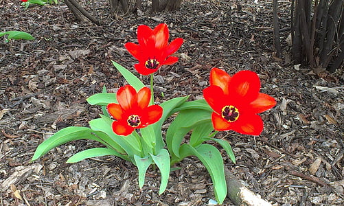 kwiat, Tulipan, brązowy, czerwony, zielony, kwiaty, Natura