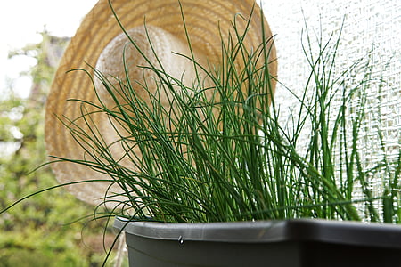 chives, herbs, leek, plant, spice, culinary herbs, herbal plant