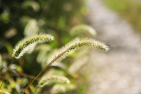 foxtail, พืช, ธรรมชาติ