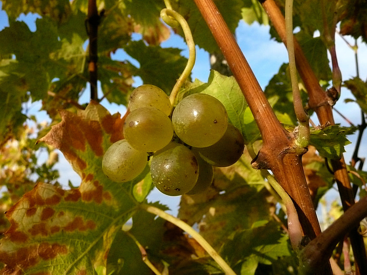 winogron, winorośli, Winnica, jesień, pozostawia