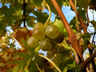 grožđe, vinove loze, vinograd, jesen, lišće