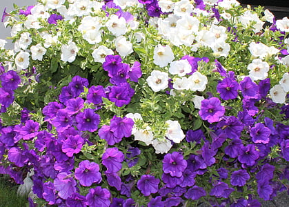 花的海洋, 紫色, 白色, 花, 植物区系, farbenpracht, 多彩