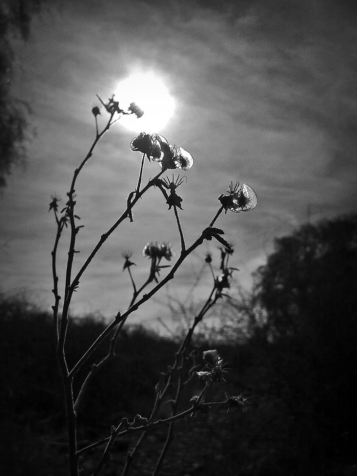 flowers, esierto, black and white, sun, backlight, nature