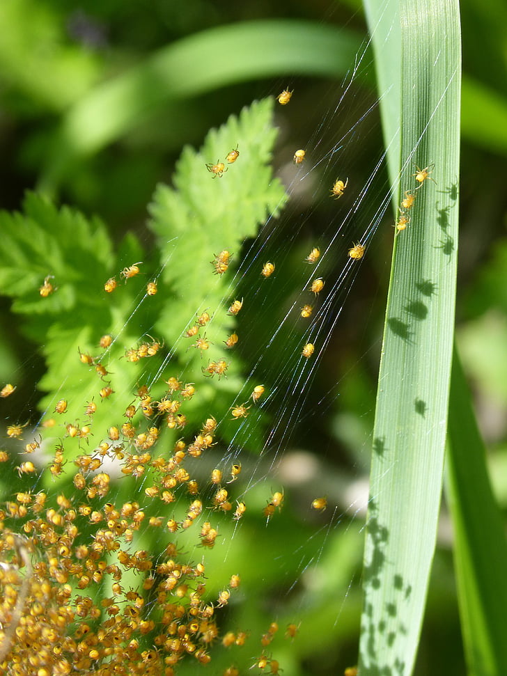 rede af edderkopper, edderkopper, unge, Web, bugs, blad