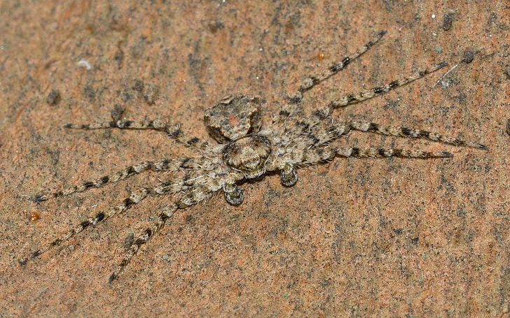 arañas, Araneae, philodromus