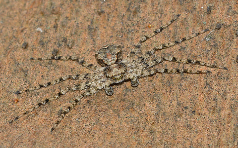 nhện, Araneae, philodromus
