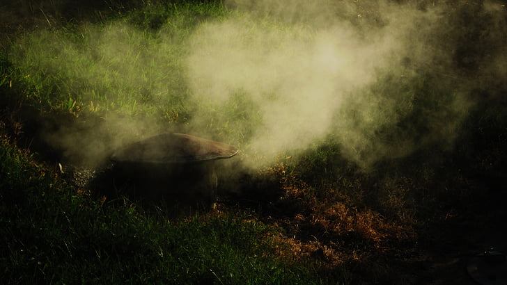 dim, magla, trava, onečišćenja, priroda, pozadina, zelena