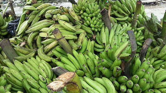 bananos, árbol de plátano, verde, fruta, alimentos, plátano, frescura