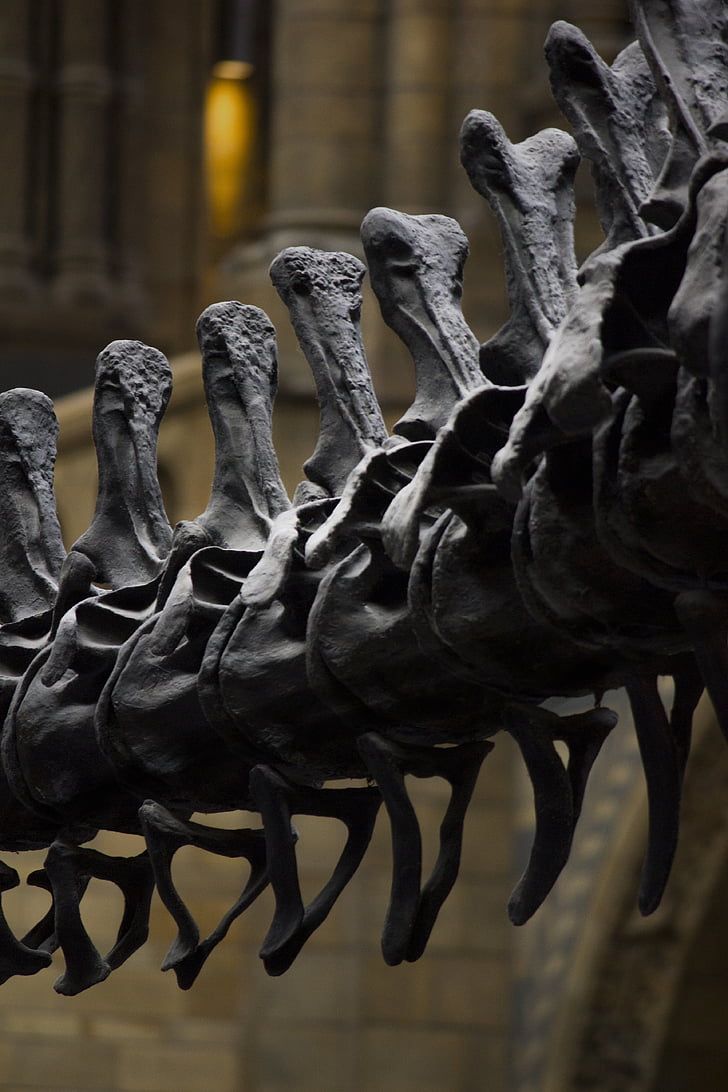 london, museum, history, dinosaur, natural history museum, bones