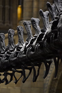 Londres, Museo, historia, dinosaurio, Museo de historia natural, huesos