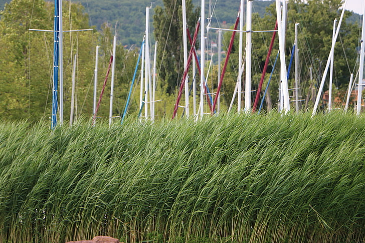 Reed, vodene biljke, jarbol, luka