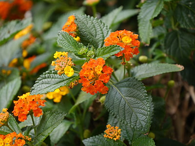 lantana, φύση, φυτό, λουλούδι, άνθος, άνθιση, πορτοκαλί