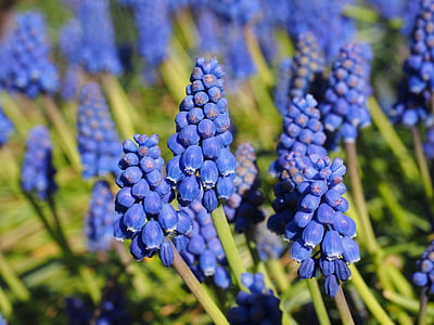 hyacint, Muscari, vanliga druvor hyacint, Blossom, Bloom, blomma, blå