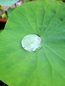 lotus, lotus leaf, water, water drop, garden, nature, lily