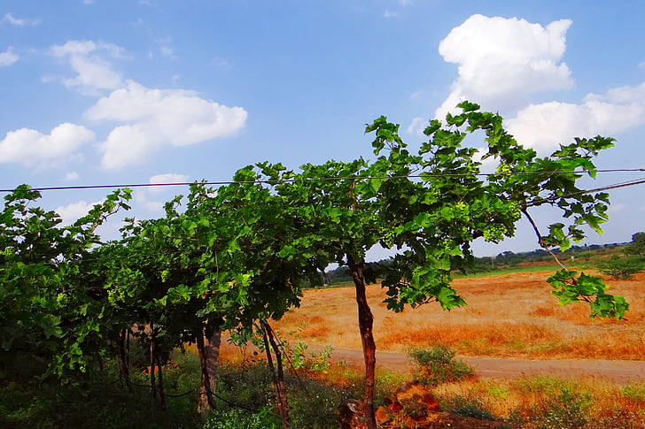 Viña, vid de uva, agricultura, agricultura, Karnataka, India