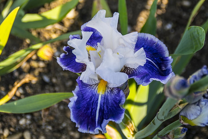 orchide, virág, Blossom, Bloom, kék, fehér, természet