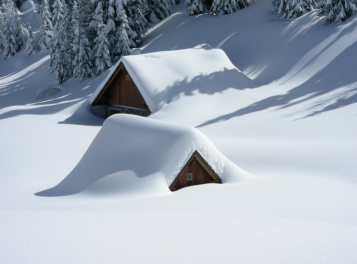 fred, neu, Neus perpètues, arbres, l'hivern, natura, muntanya