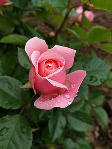 rose, macro, bud, tender rose, flowers, nature, plant