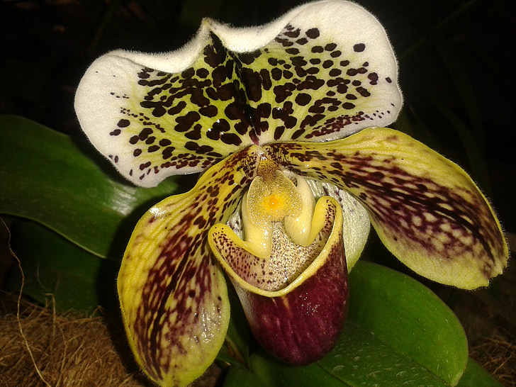 Orchidee, Blume, Ausstellung, Muster, Nacht, Anlage