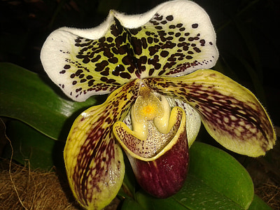 orquídea, flor, exposição, padrão, à noite, planta