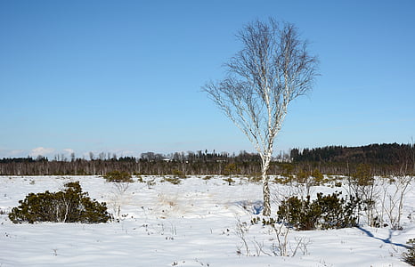 zimowe, śnieg, drzewo, indywidualnie, brzoza, zimno, krajobraz