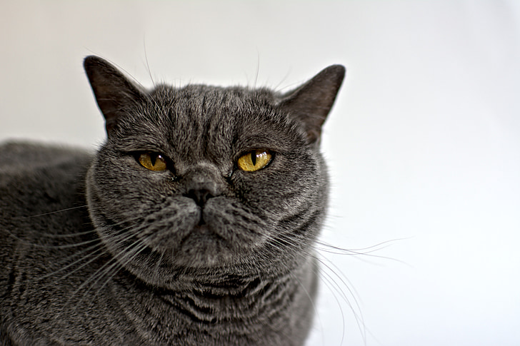 Britt, British shorthair, pisica, animale de companie, animale, negru, fata pisica