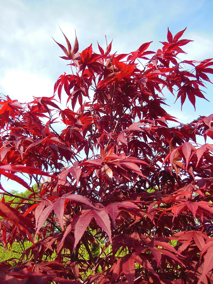 Acer palmatum, Japán juhar, fák, piros, Vörös levelek, kék ég, kék