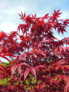 Acer palmatum, japonské javory, stromy, červená, Červené listy, modrá obloha, modrá