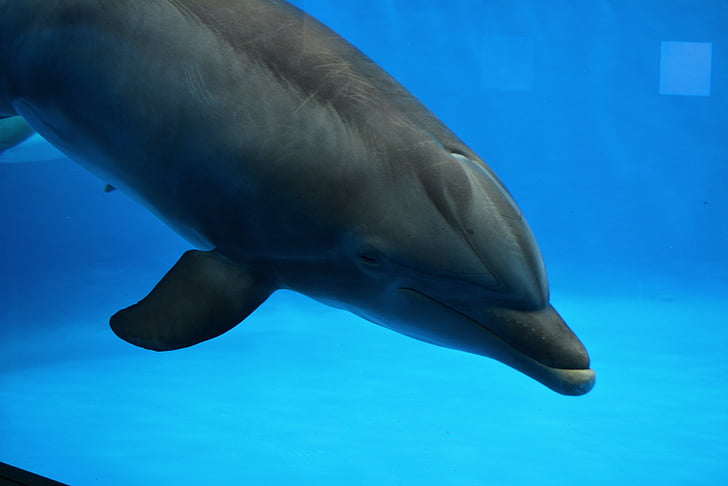 Dolphin, vesi, kala