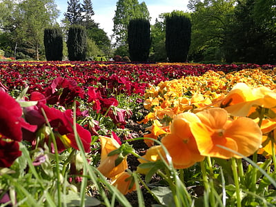 Kleur, bloemen, natuur