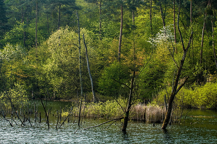 jaro, Barva, ranní světlo, žlutá, barevné, voda, jezero