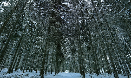 vinter, snö, Winter forest, vintrig, vit, naturen, landskap