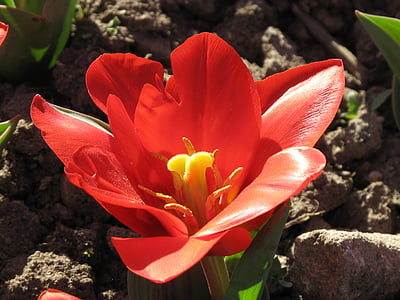 Tulip, flor, macro, floración, flores, rojo, amarillo