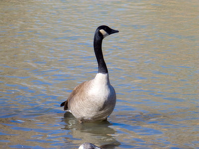 geese, goose, bird, nature, wildlife, animal, waterfowl