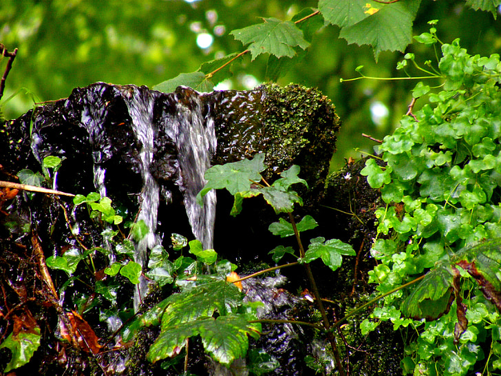 น้ำ, สีเขียว, หิน, ธรรมชาติ, สตรีม, หิน, ป่า