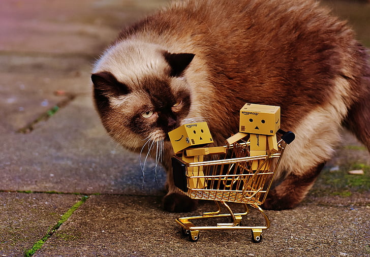 danbo, številke, nakupovalni voziček, nakupovanje, mačka, radoveden, Britanska kratkodlaka mačka