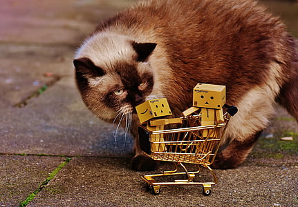 danbo, фигури, количка за пазаруване, пазаруване, котка, любопитни, британски стенография