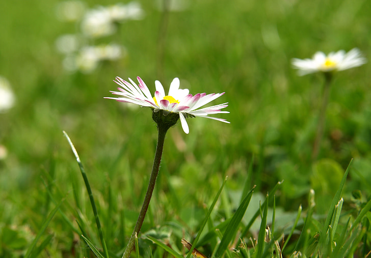 Daisy, Blossom, Bloom, kukka, kevään, Harbinger kevään
