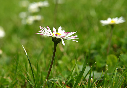 Daisy, kvet, kvet, kvet, jar, predzvesť jar