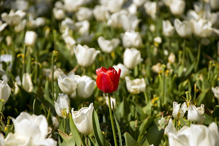 blanc, tulipes, Bahcesi