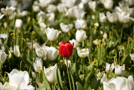 Blanco, tulipanes, bahcesi