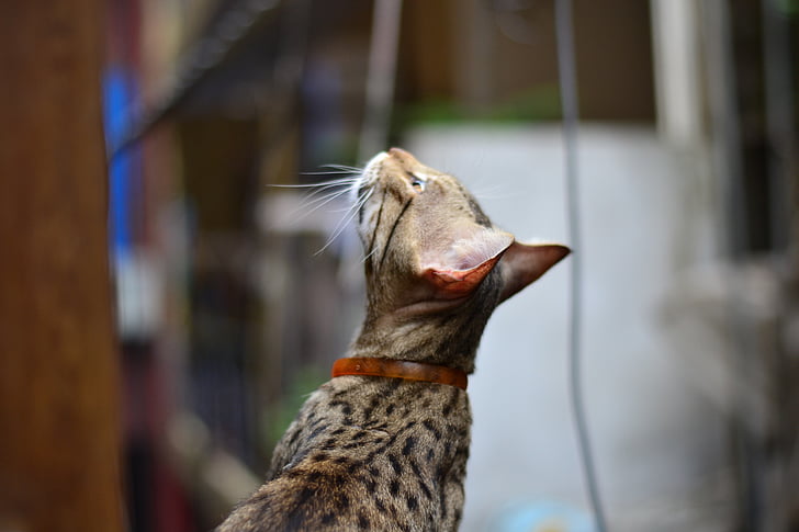 kočka, domácí zvíře, kotě, domácí, Kitty, kožešina