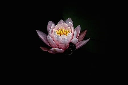 Pink, waterliliy, illustration, mørk, blomst, PETAL, Bloom