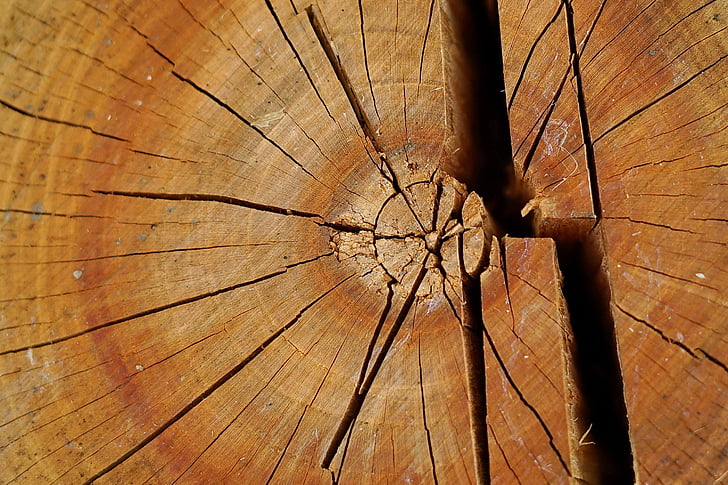 fa, Stump, fa, texturált, panel, régi, rusztikus