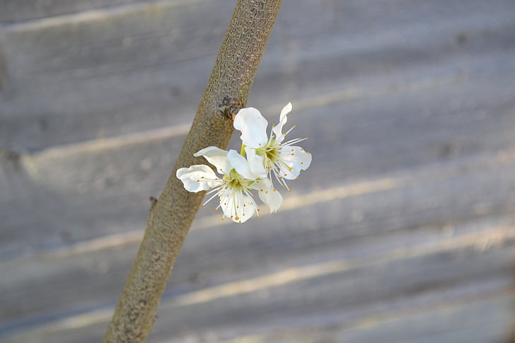 Blossom, Plum blossom, virág, fehér, közeli kép:, fióktelep, gyönyörű