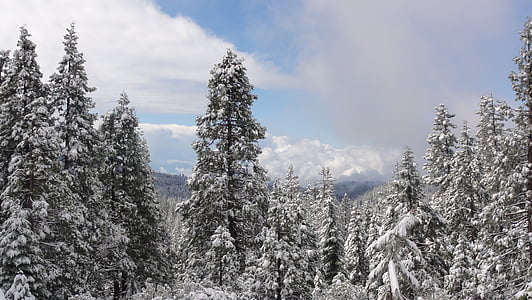 겨울, 숲, 겨울, 나무, 감기, 눈 덮인